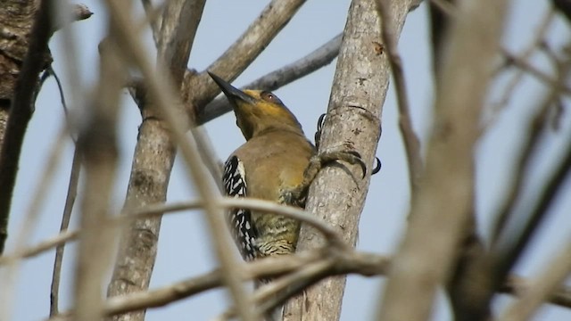 Carpintero Cariamarillo - ML509539991