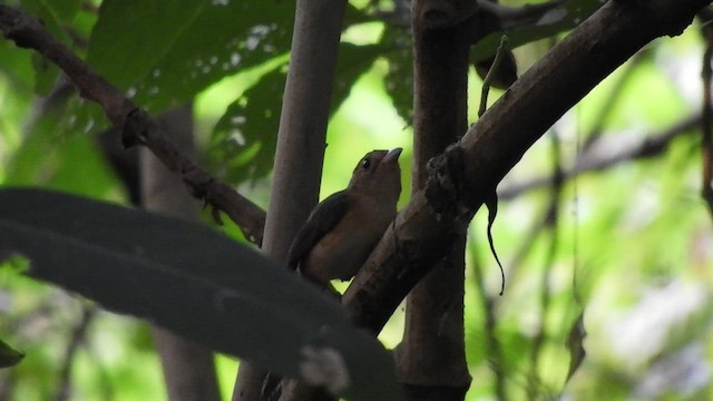 Red-breasted Chat - ML509540251