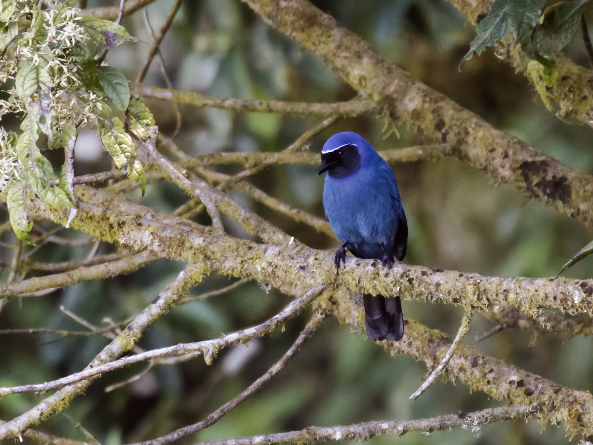 Black-throated Jay - Nick Athanas