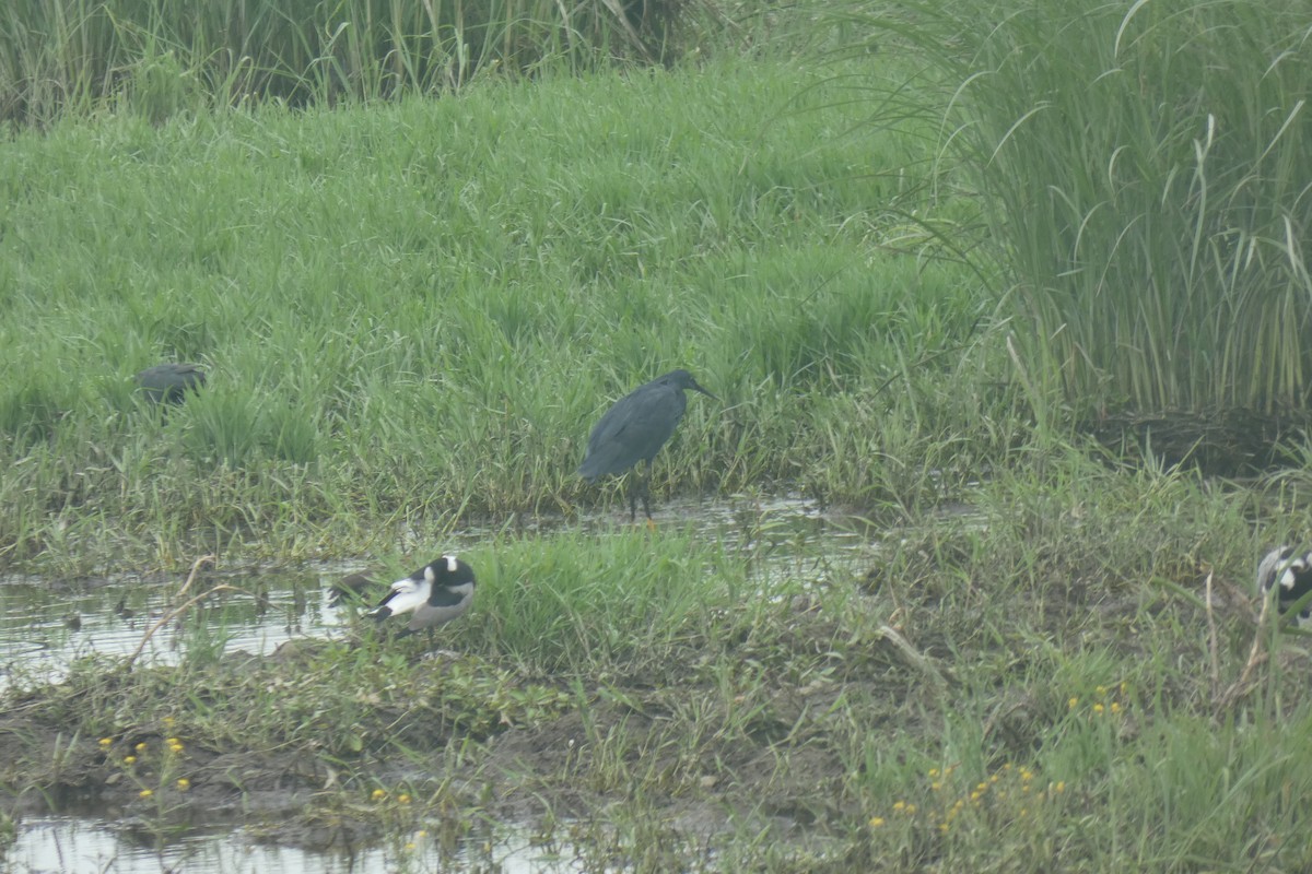 Black Heron - ML509541791