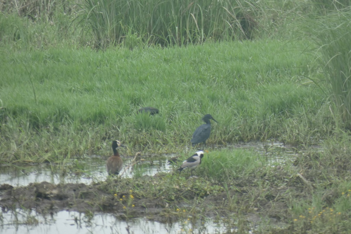 Black Heron - ML509541801