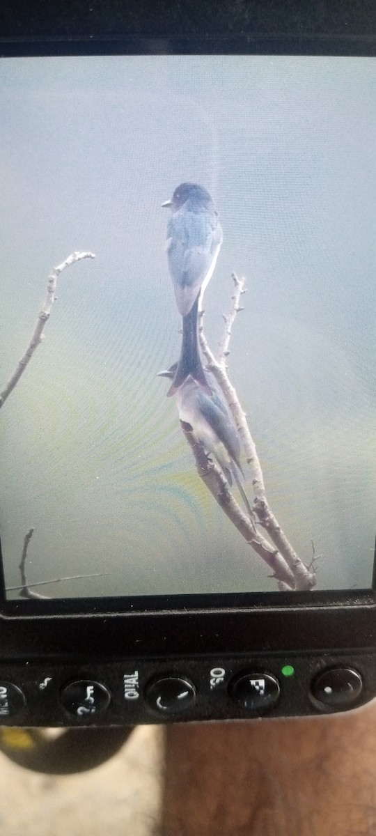 drongo šedobřichý - ML509543581