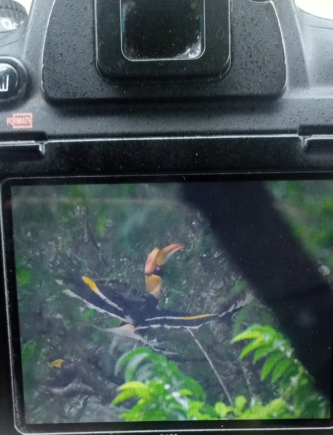 dvojzoborožec žlutozobý - ML509544051