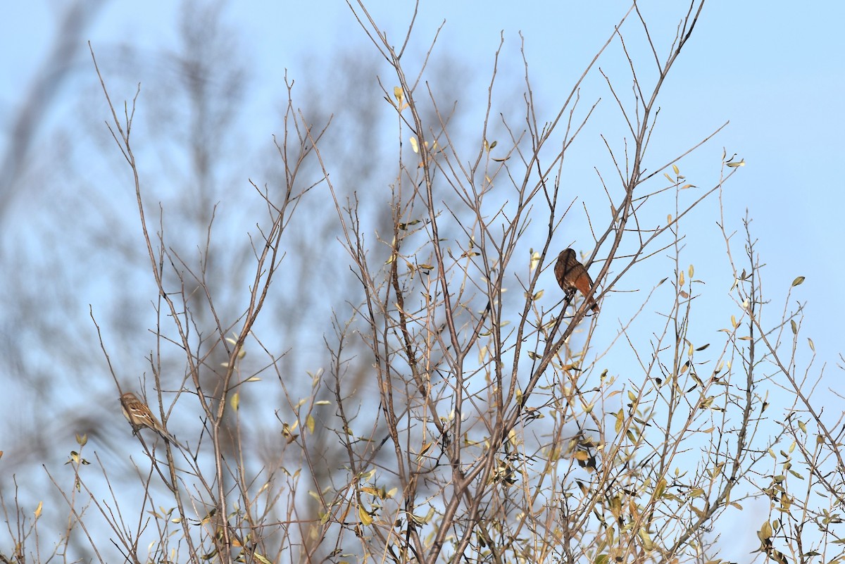 Fox Sparrow - ML509545161