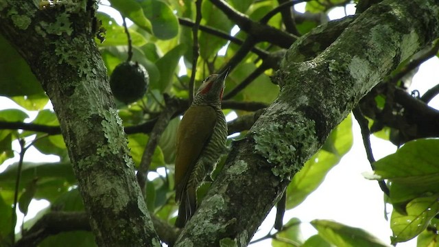 Carpintero Cabecigrís - ML509547001