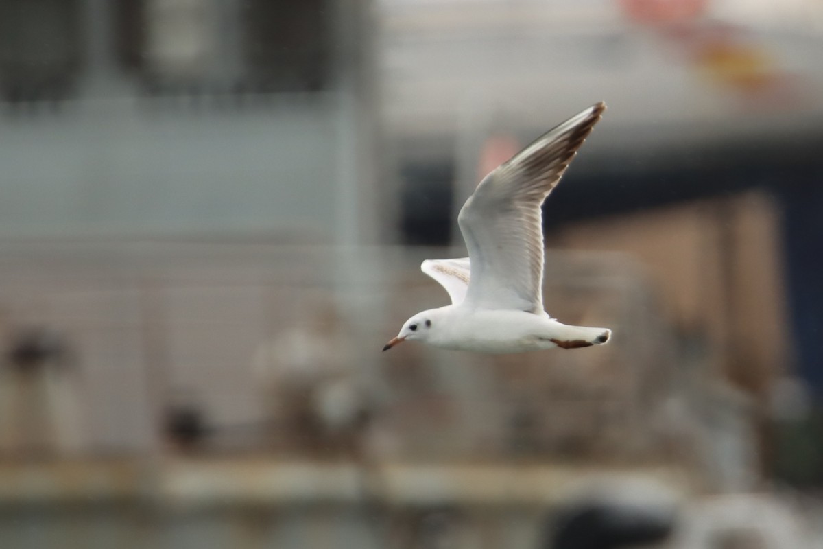 Mouette rieuse - ML509547741