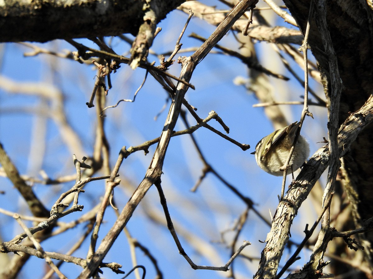 Golden-crowned Kinglet - ML509548011