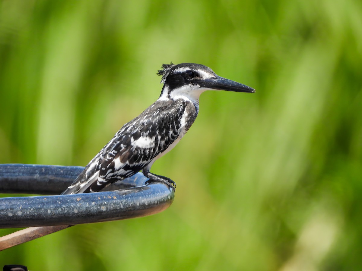 Pied Kingfisher - ML509549351