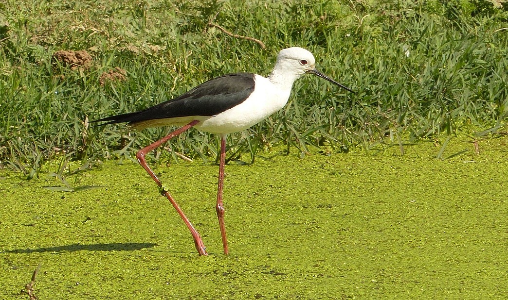 Black-winged Stilt - ML50954941