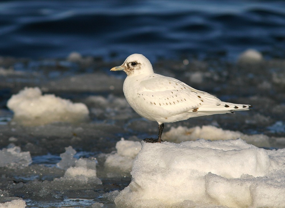 Ivory Gull - ML509549911