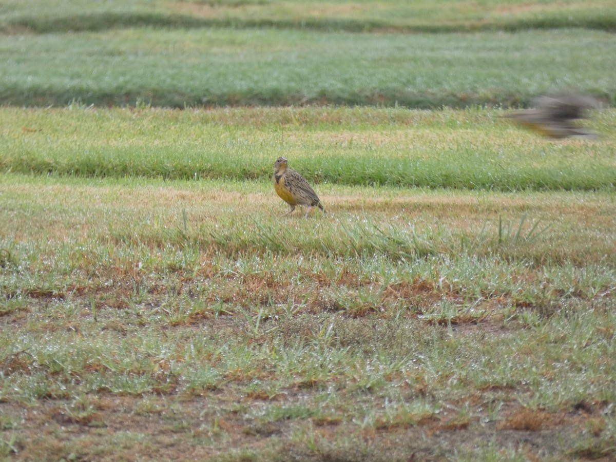 Western Meadowlark - ML509550141