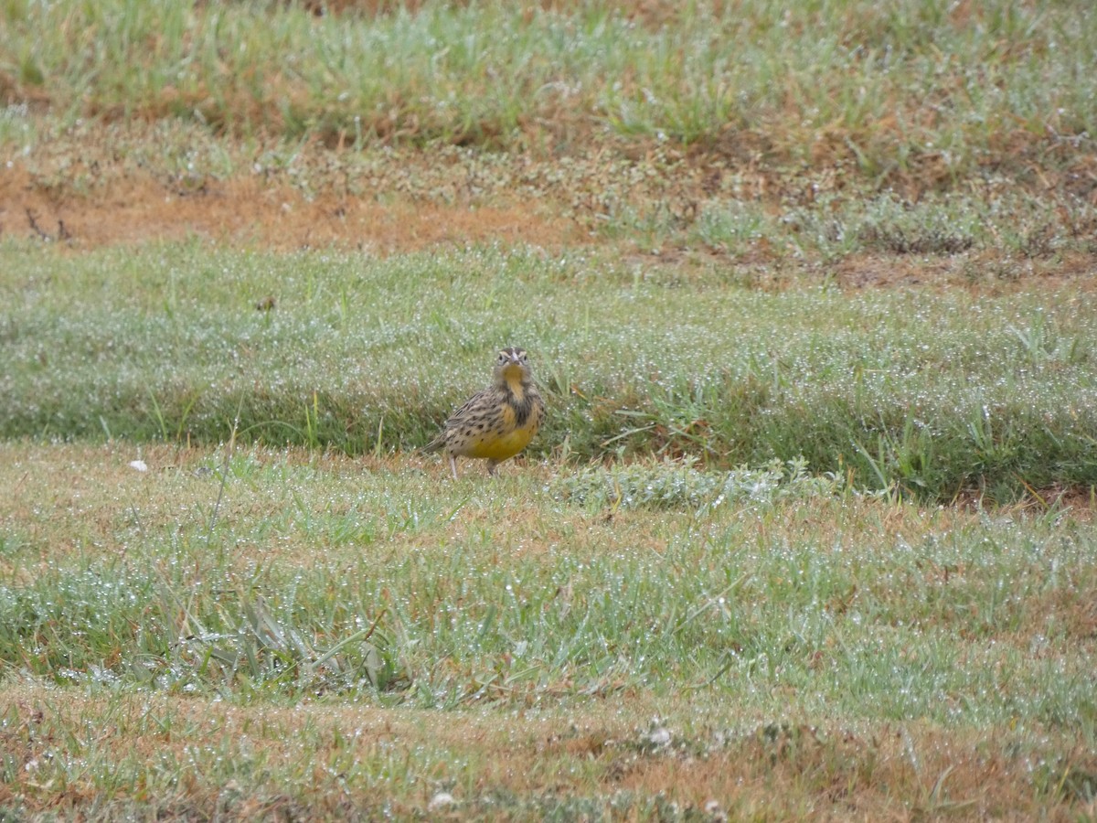 Western Meadowlark - Chris Monahan