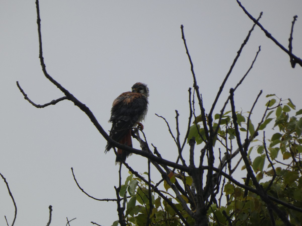 Northern Flicker - Chris Monahan