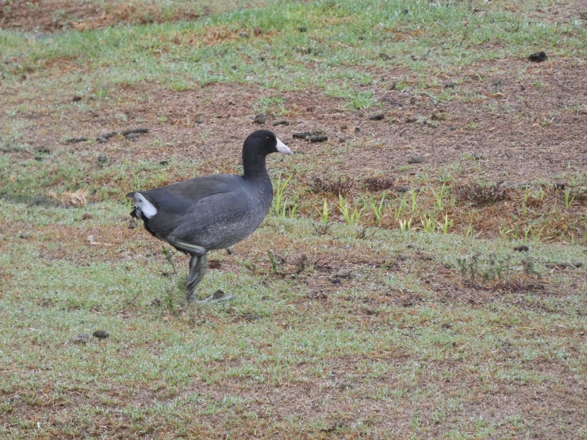 American Coot - Chris Monahan