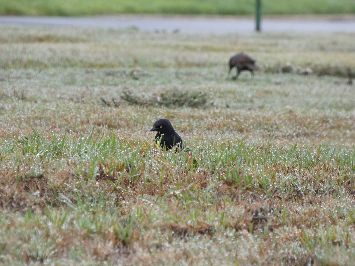 Brewer's Blackbird - ML509550291