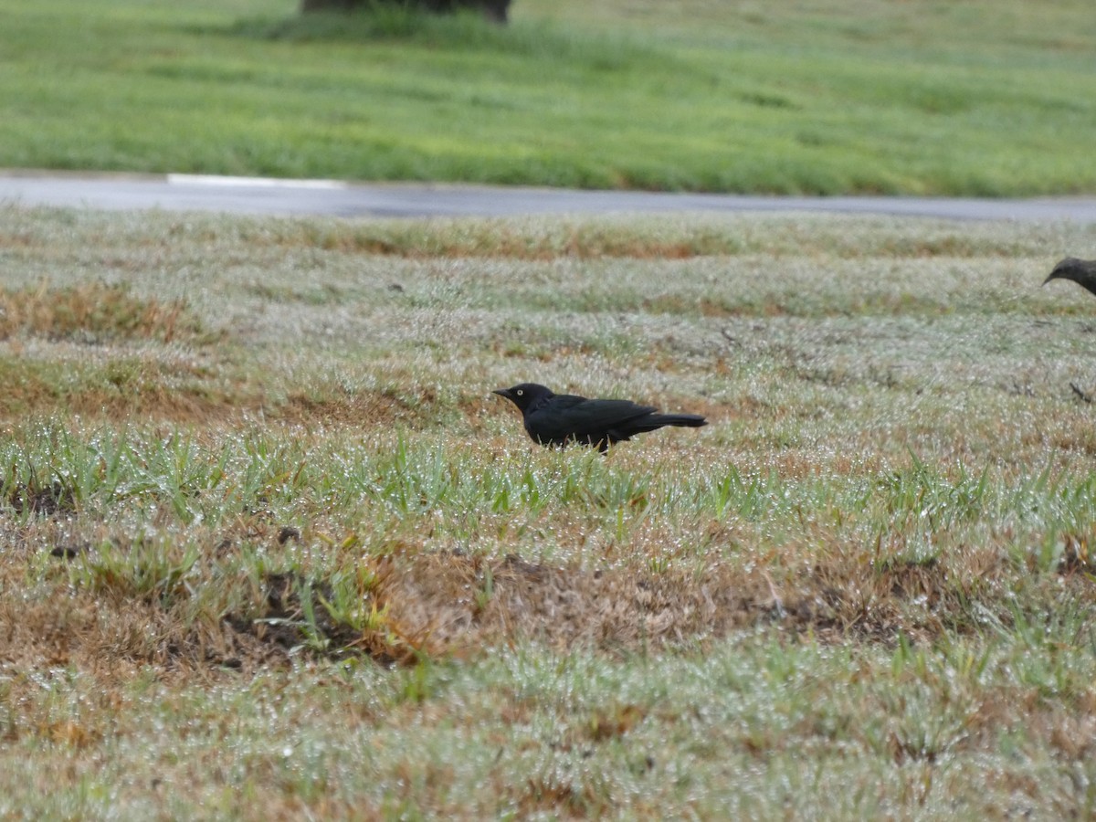 Brewer's Blackbird - Chris Monahan