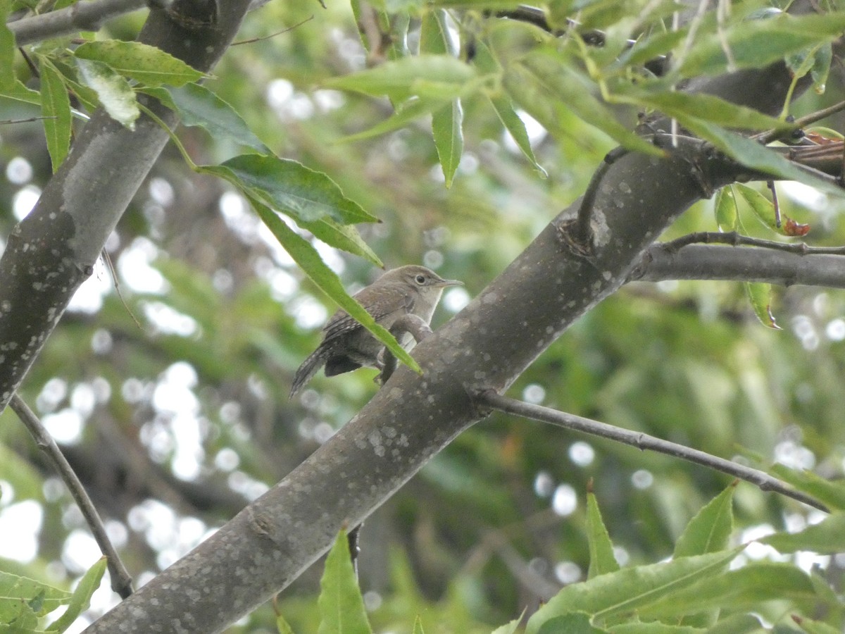 House Wren - Chris Monahan