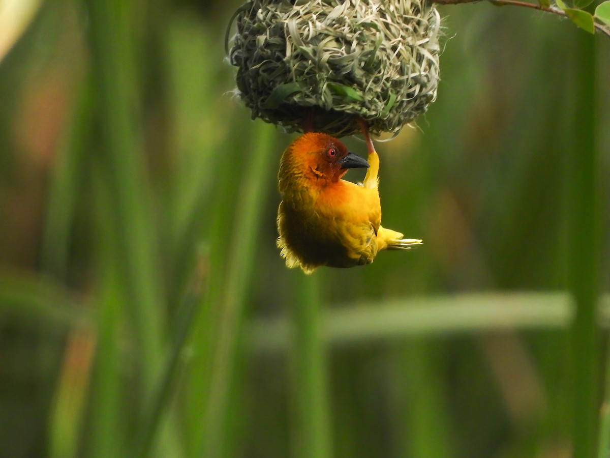 African Golden-Weaver - ML509550421