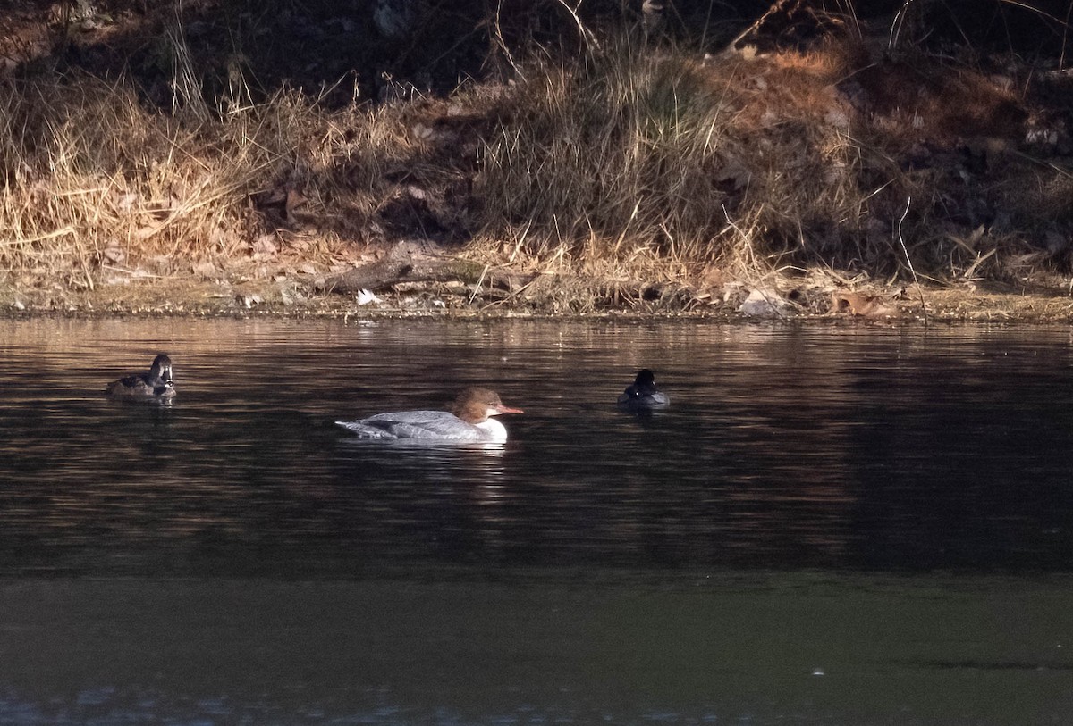 Common Merganser - ML509550771