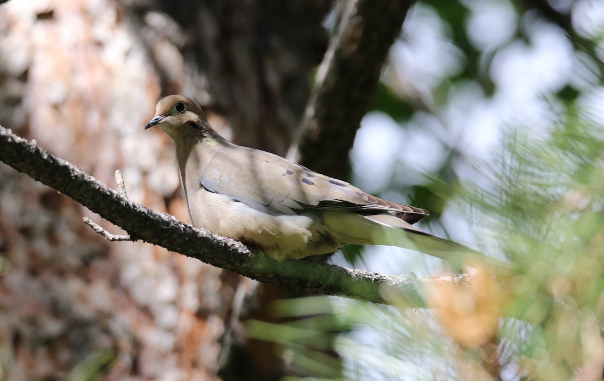 Mourning Dove - ML509551211