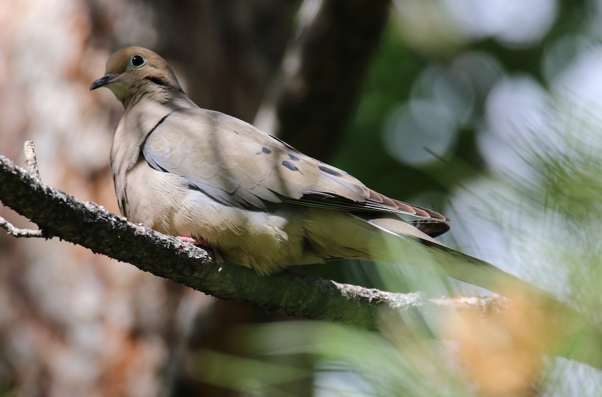 Mourning Dove - ML509551231