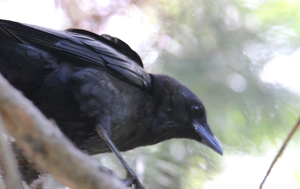 American Crow - ML509551311