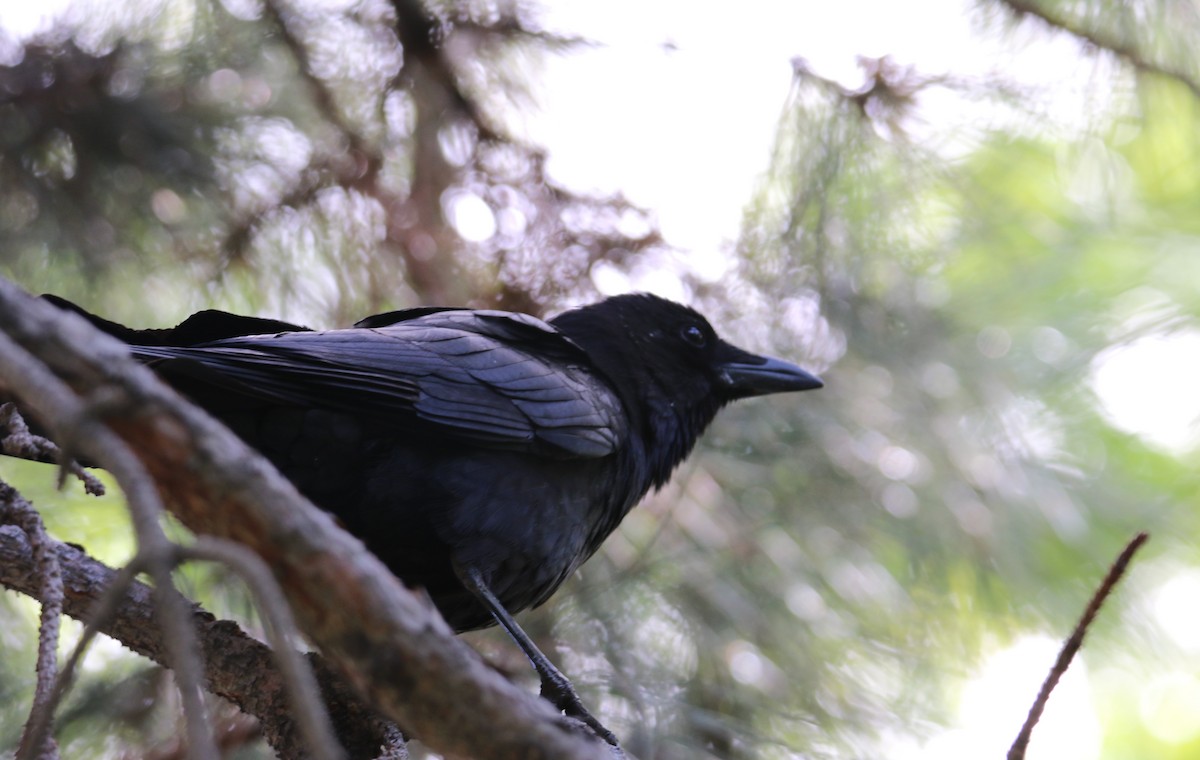 American Crow - ML509551321