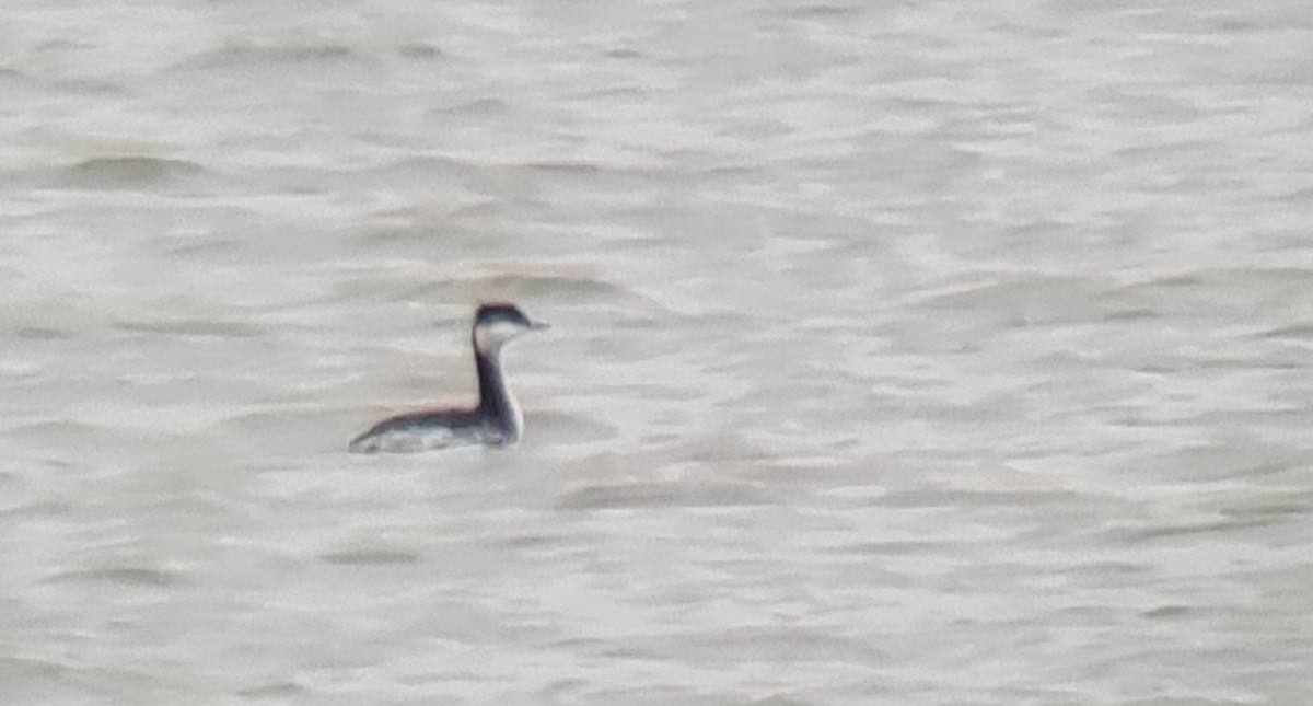 Horned Grebe - ML509551861