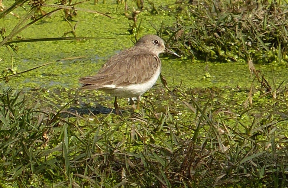 Temminck's Stint - ML50955221