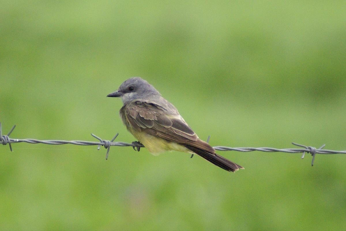 Cassin's Kingbird - ML509552961