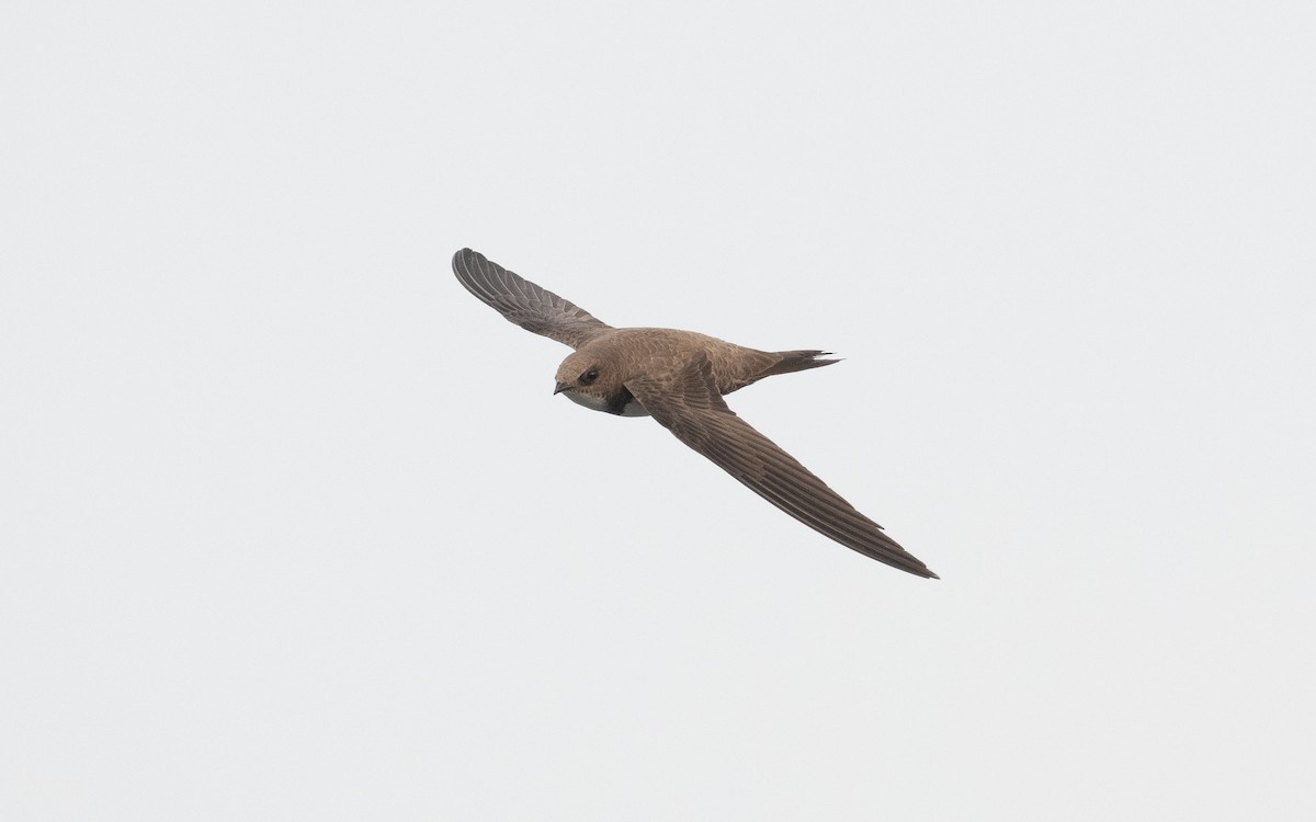 Alpine Swift - ML509553101