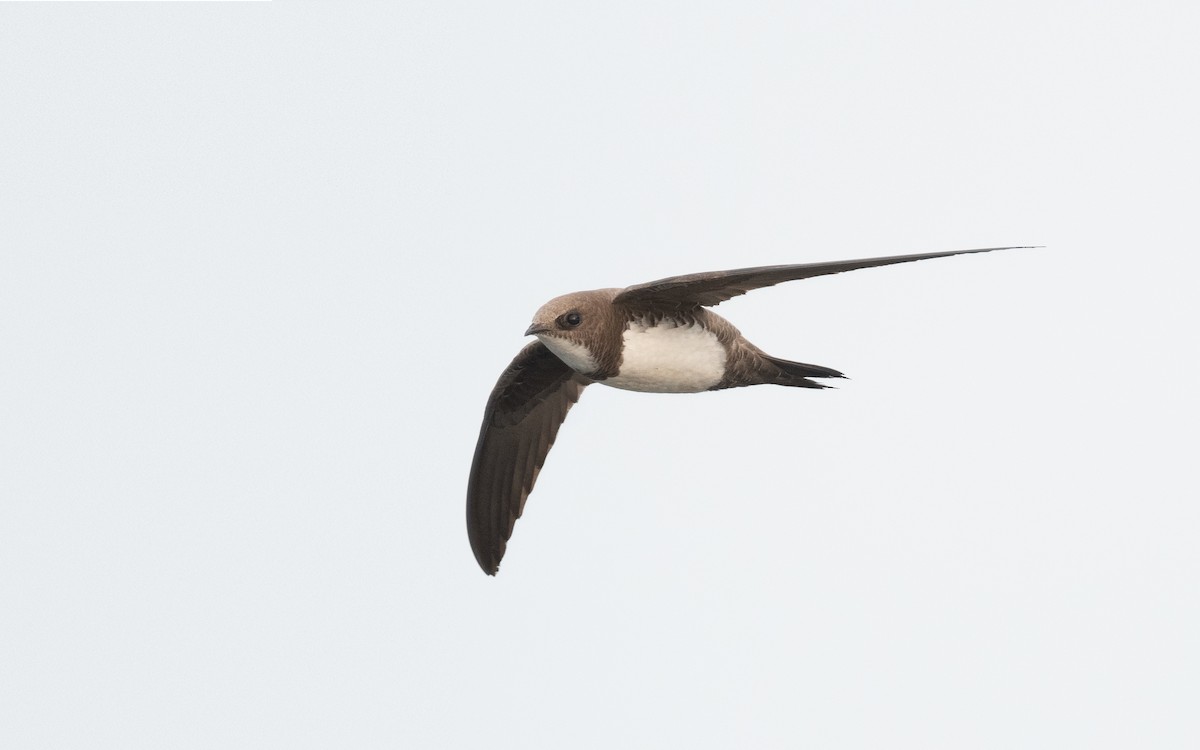 Alpine Swift - ML509553111