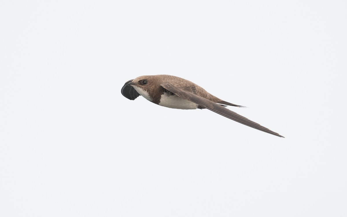 Alpine Swift - ML509553121