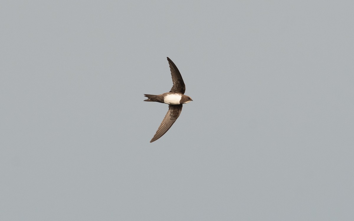 Alpine Swift - ML509553141