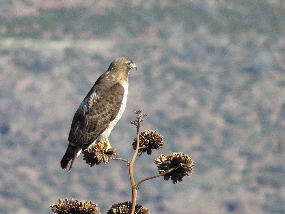 Rotschwanzbussard - ML50955461