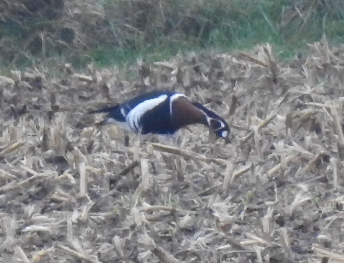 Red-breasted Goose - ML509556271