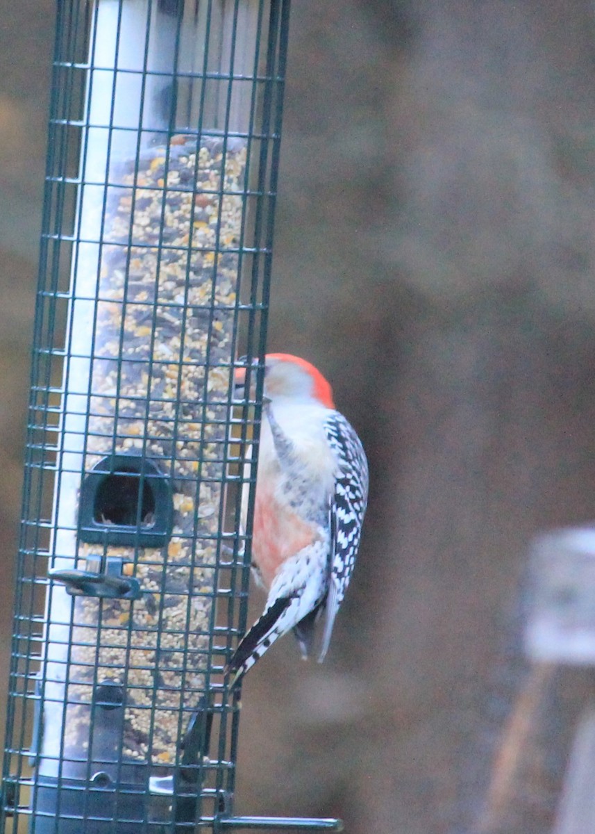Red-bellied Woodpecker - David Kilgour