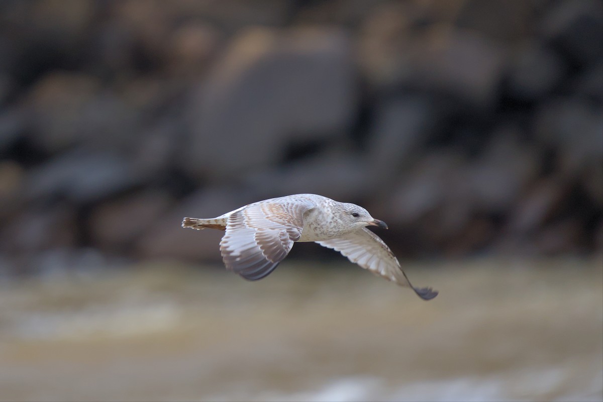 Ring-billed Gull - ML509556471