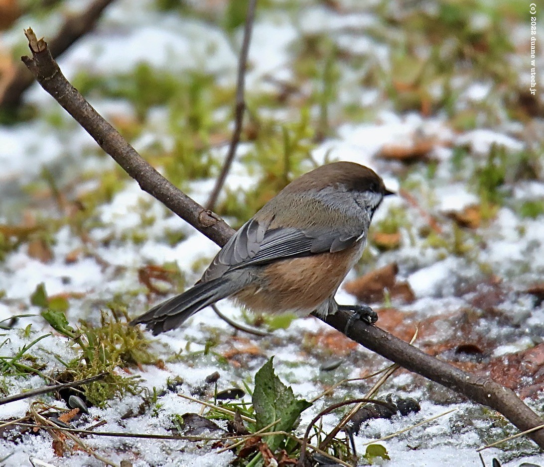 Boreal Chickadee - ML509556551