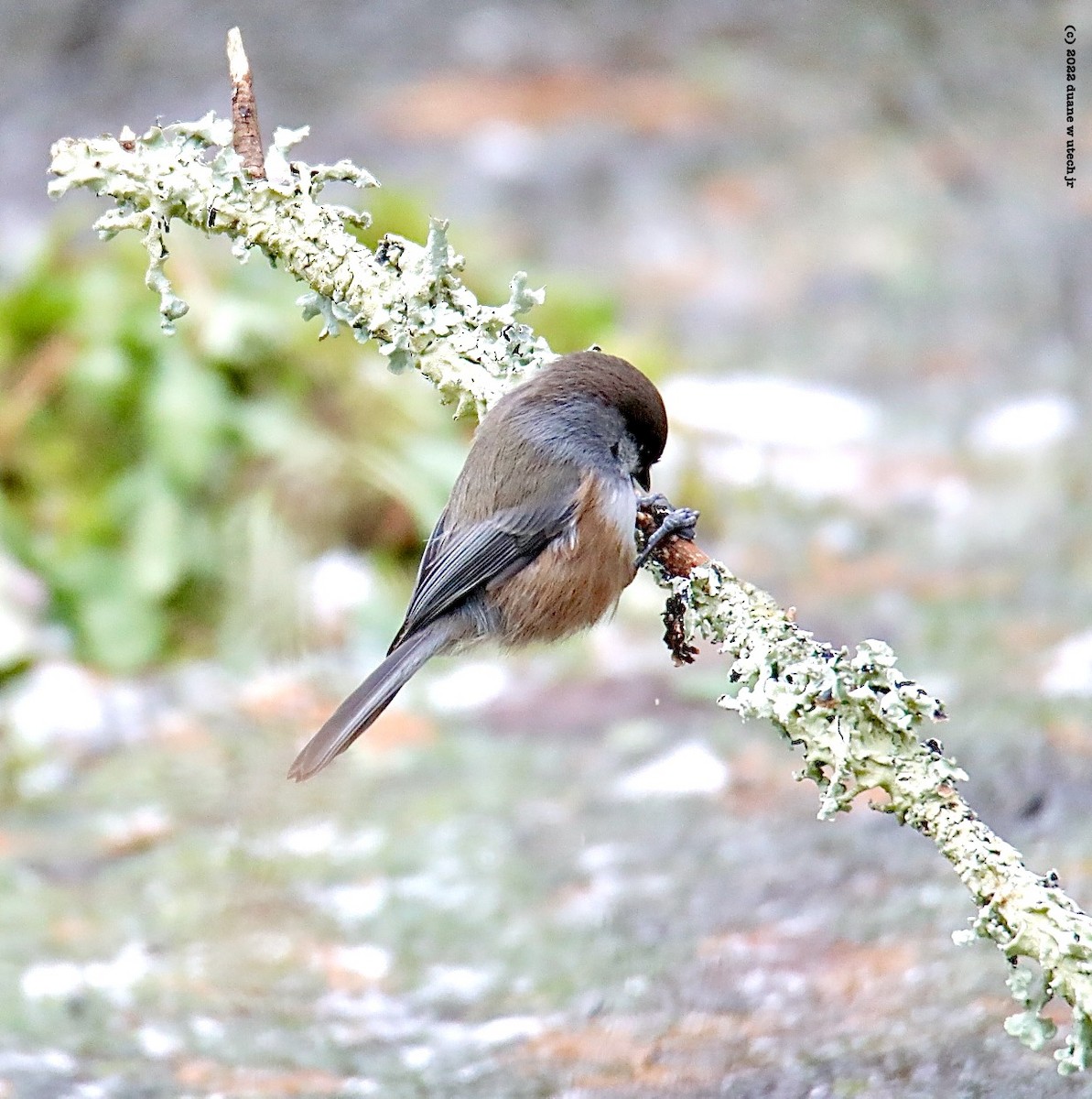 Boreal Chickadee - ML509556561