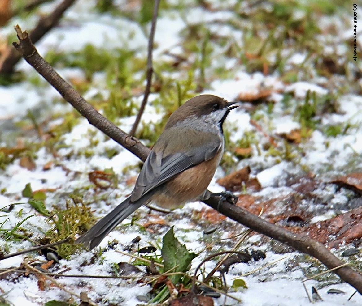 Boreal Chickadee - ML509556571