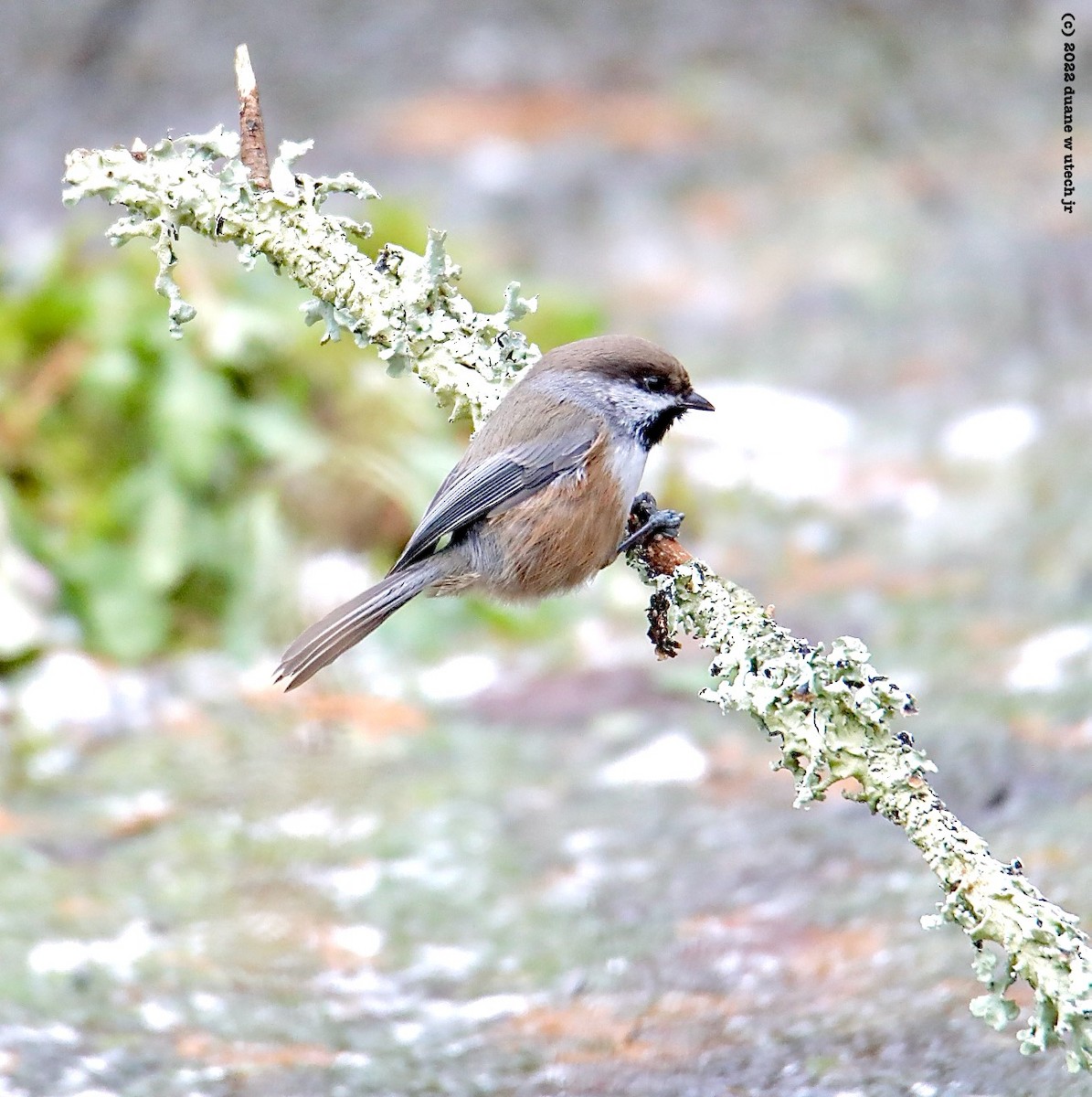 Boreal Chickadee - ML509556581
