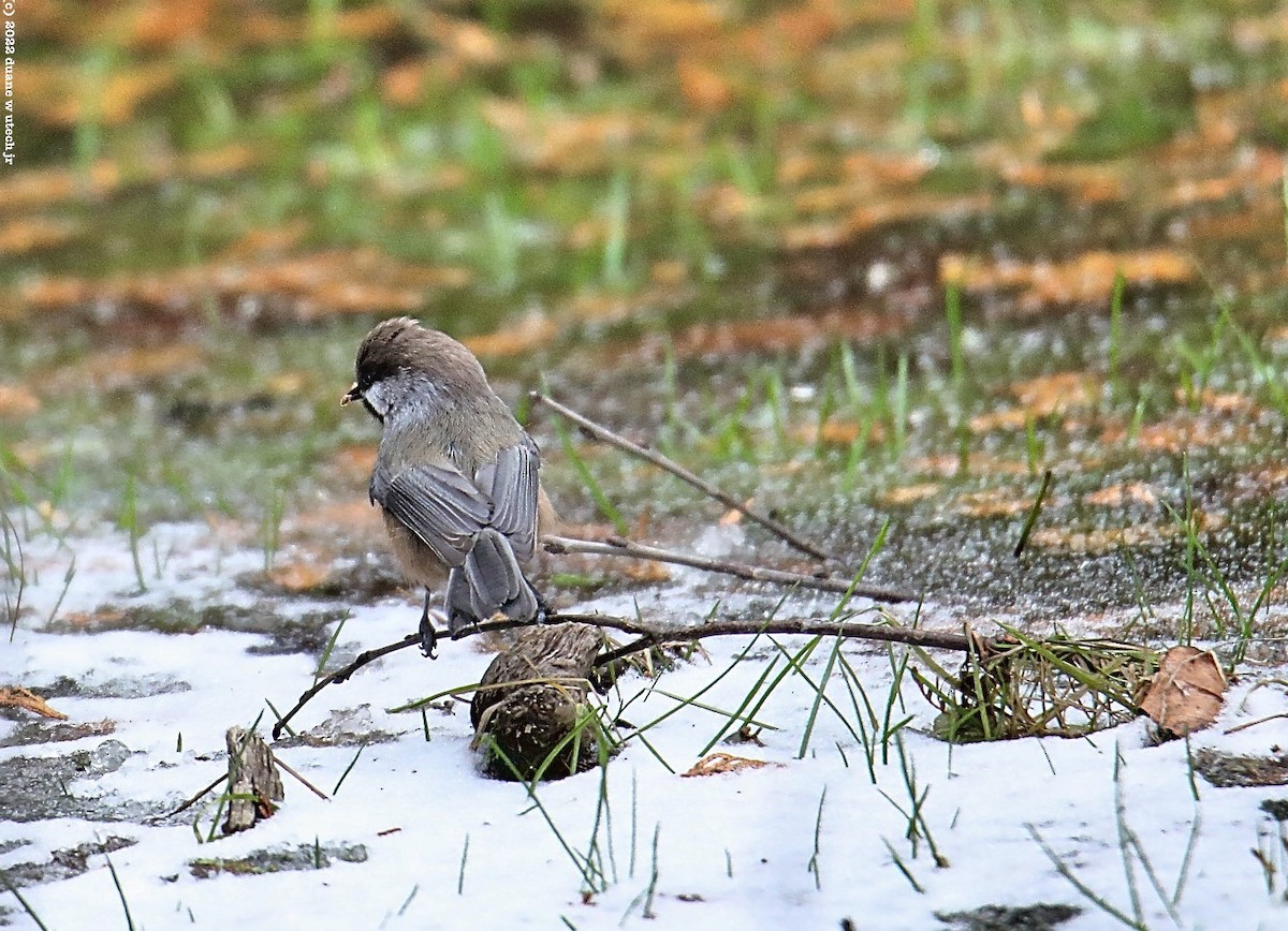 Boreal Chickadee - ML509556601