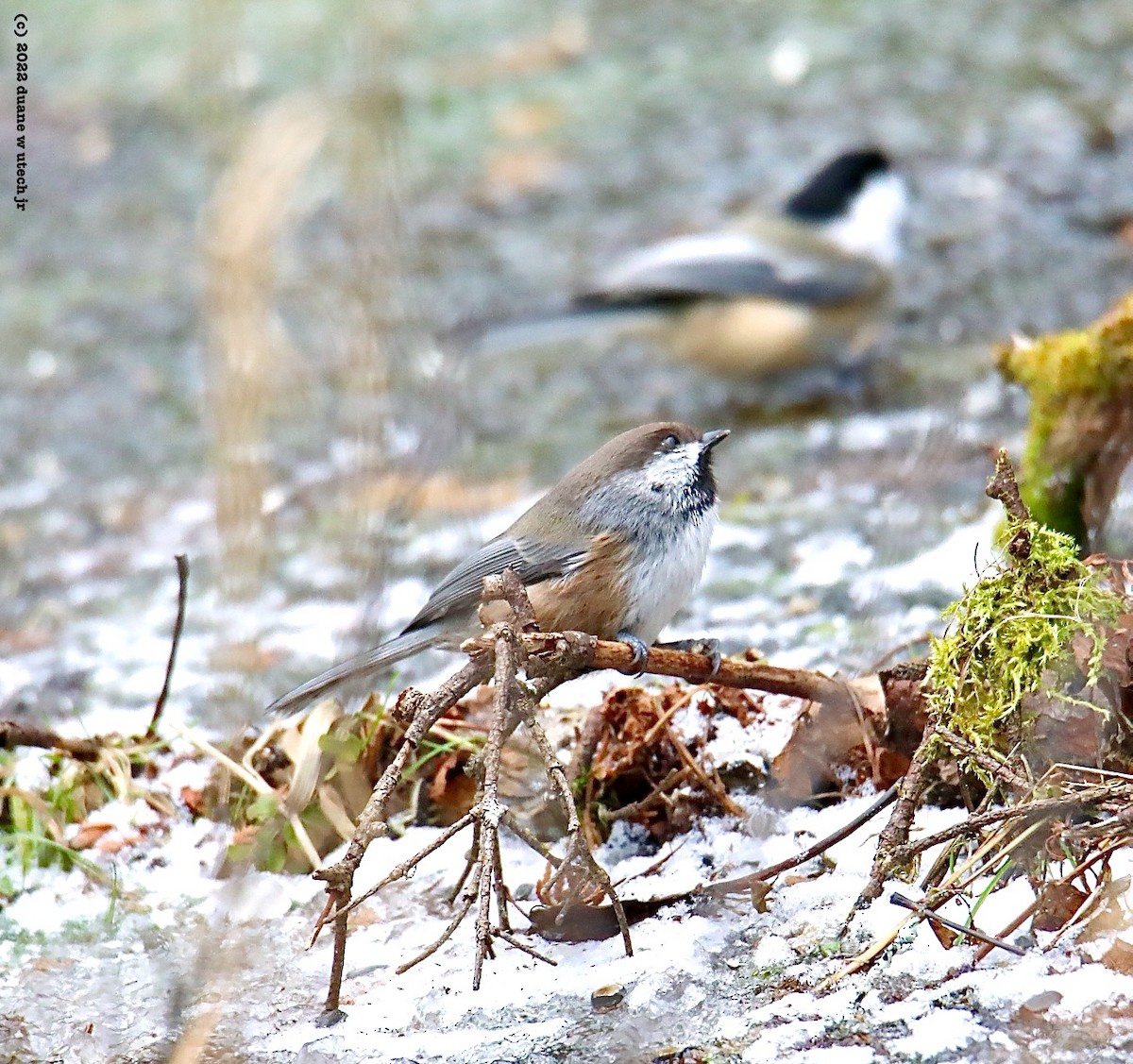 Boreal Chickadee - ML509556611