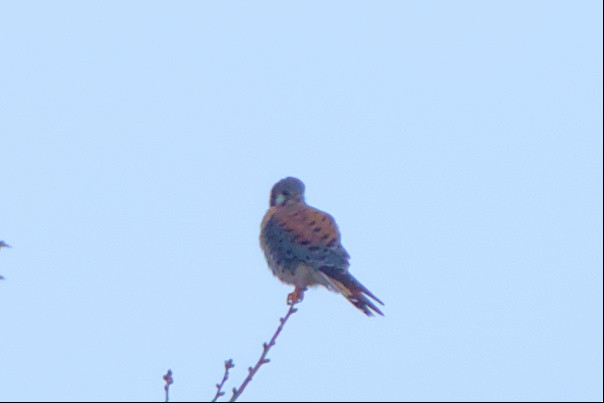 American Kestrel - ML509556711