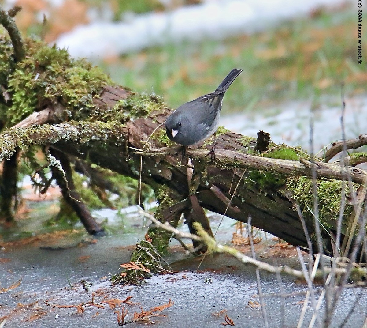 Dark-eyed Junco - ML509556811