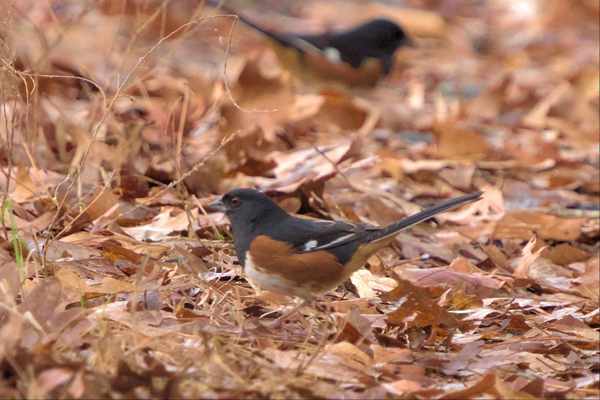 Eastern Towhee - ML509556851