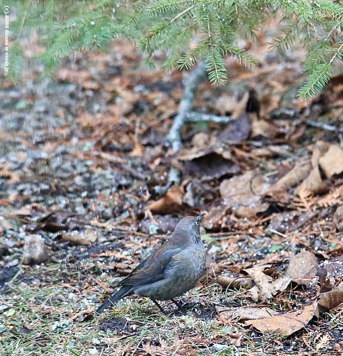 Rusty Blackbird - ML509556961