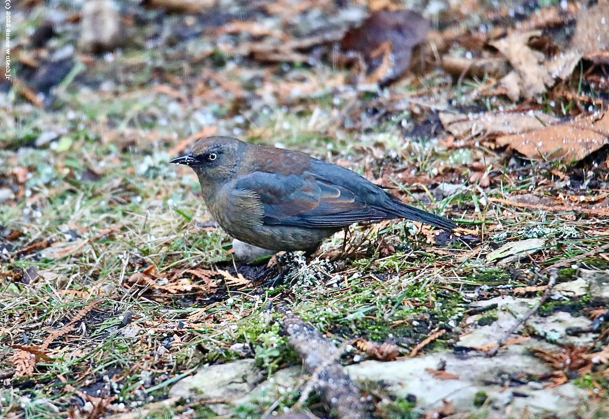 Rusty Blackbird - ML509556971