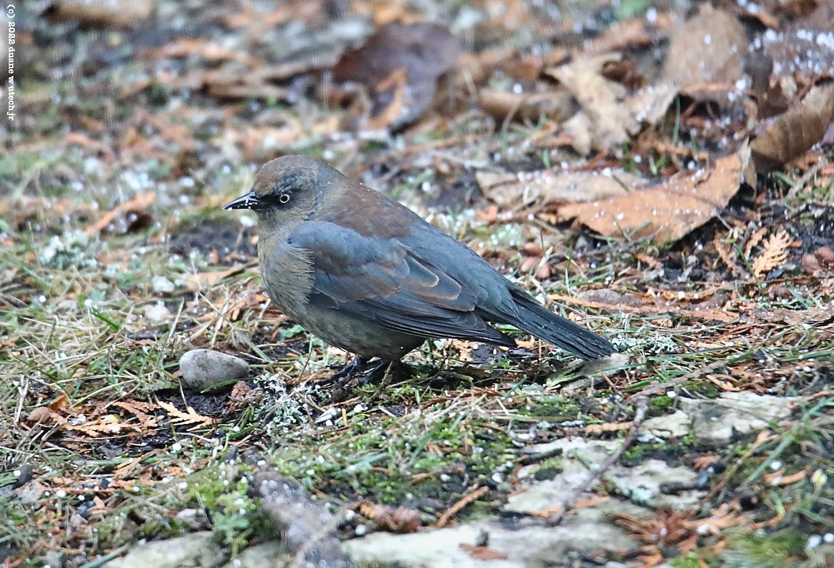 Rusty Blackbird - ML509556981